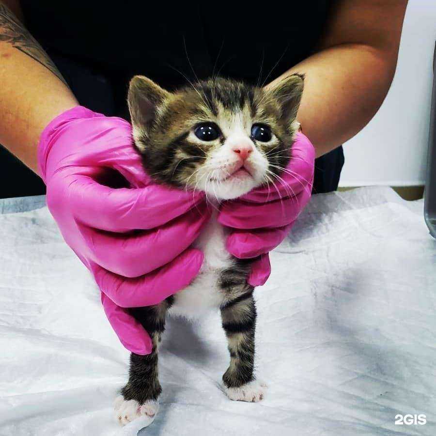 Отзывы на компанию RedVet в г. Реутов c фото