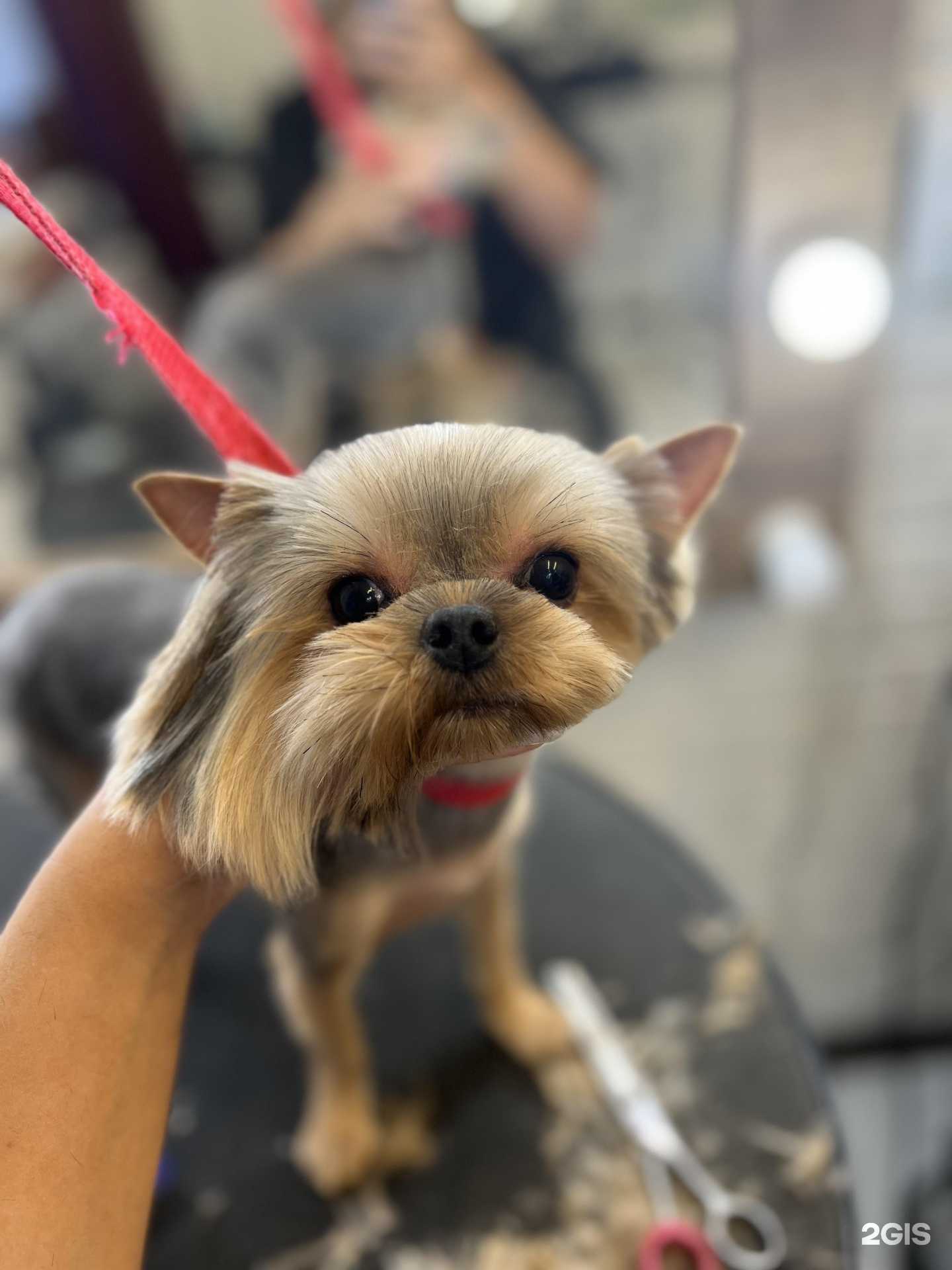 Отзывы на компанию Догвилл в г. Воронеж c фото