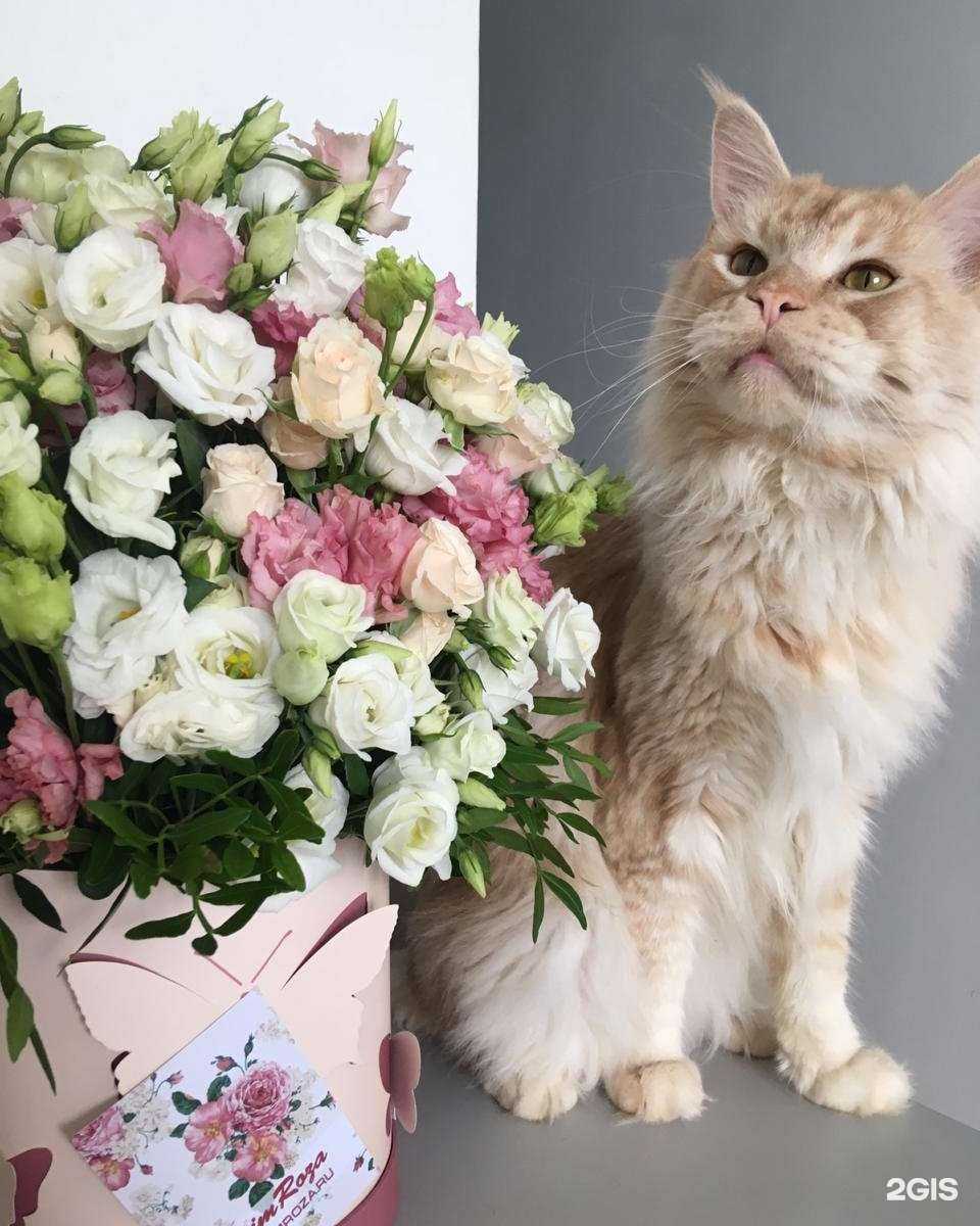 Отзывы на компанию PRIMROZA в г. Владивосток c фото