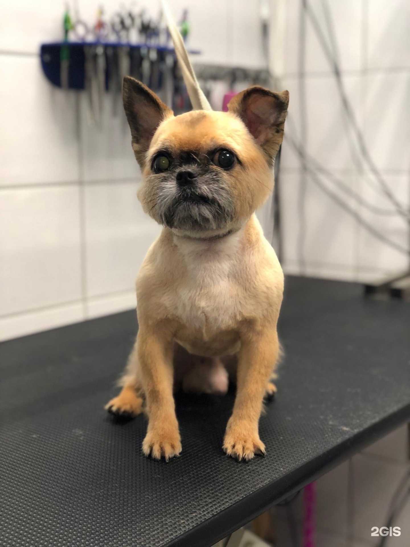 Отзывы на компанию пэтМарафет в Мурманске c фото