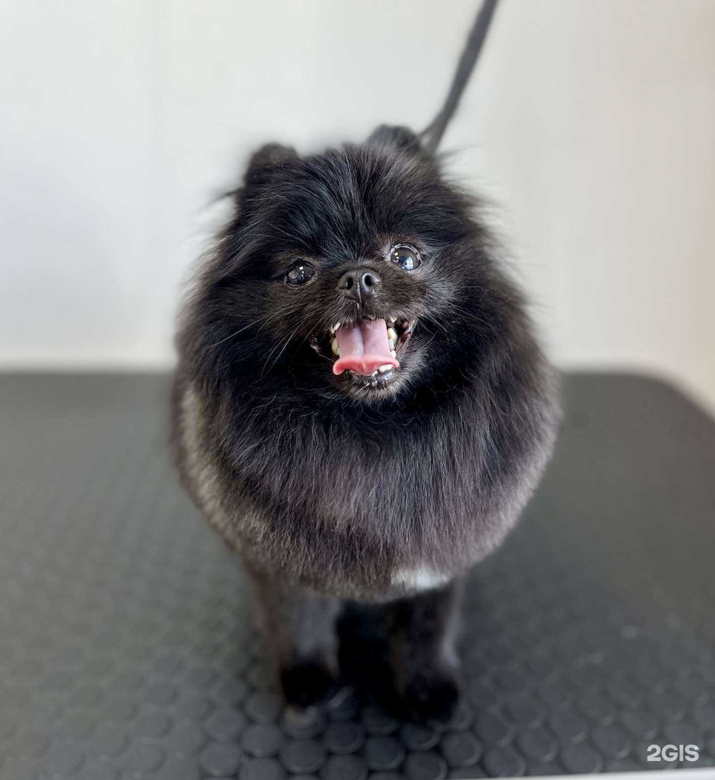 Отзывы на компанию Багира в г. Рыбинск c фото