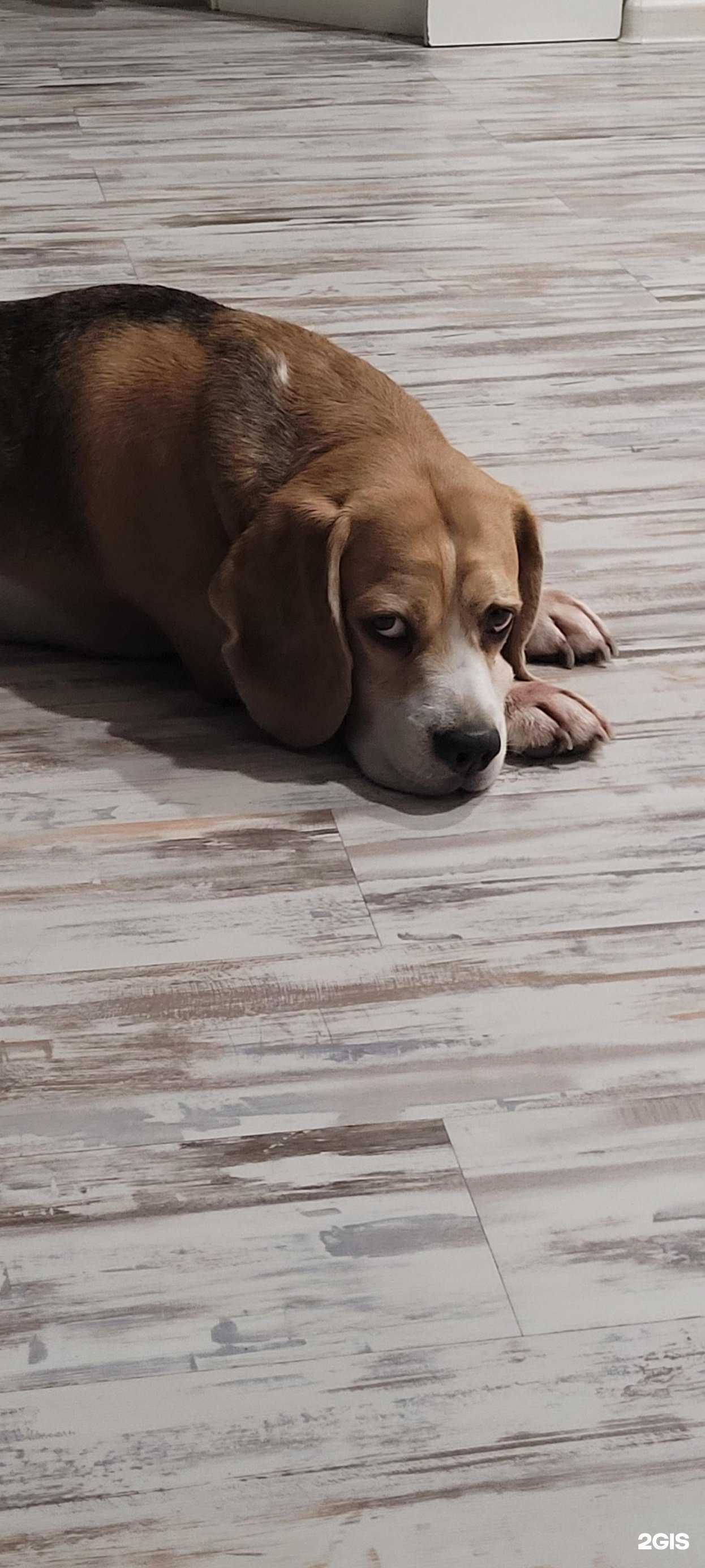 Отзывы на компанию Pet в Чите c фото