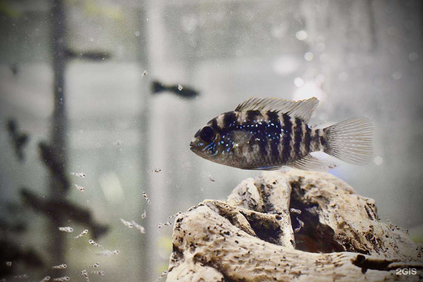 Отзывы на компанию Гаф Гавкин в Калининграде c фото