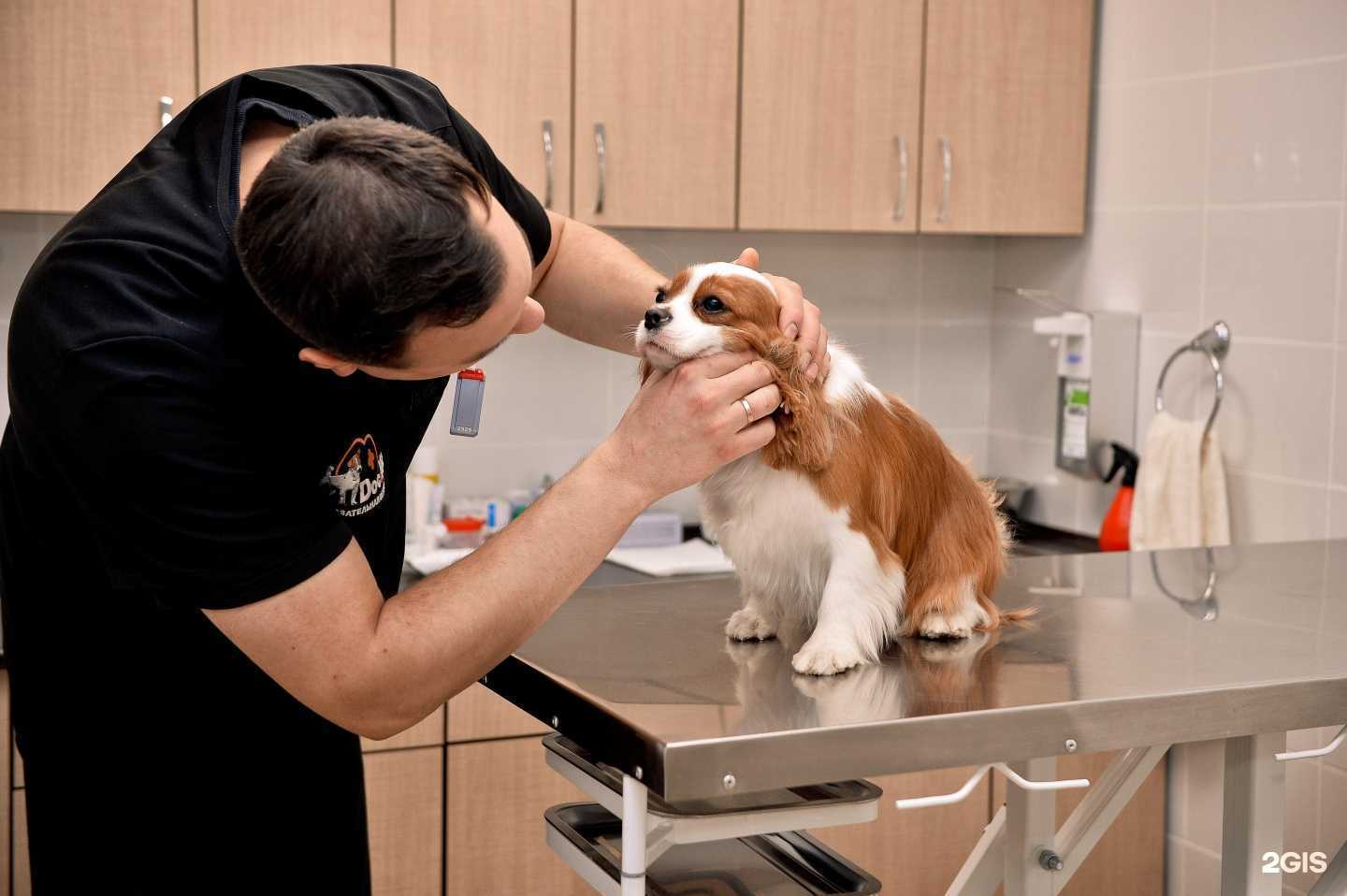 Отзывы на компанию Doc&Vet в г. Оренбург c фото