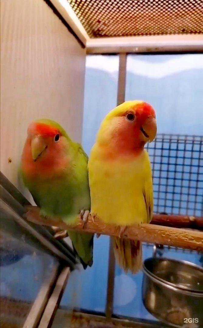 Отзывы на компанию Зоомагазин в г. Петрозаводск c фото