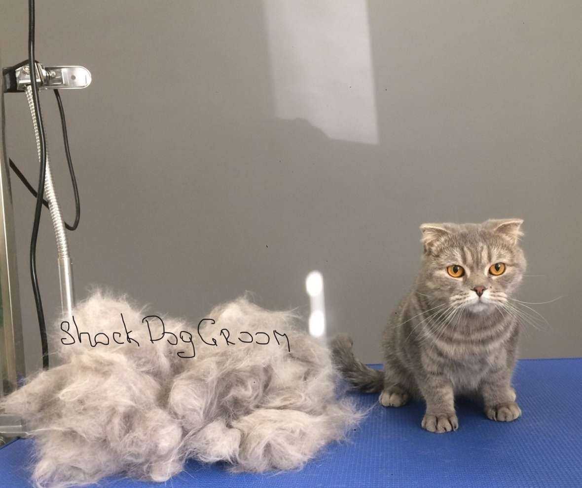 Отзывы на компанию Шок дог грум в Пскове c фото