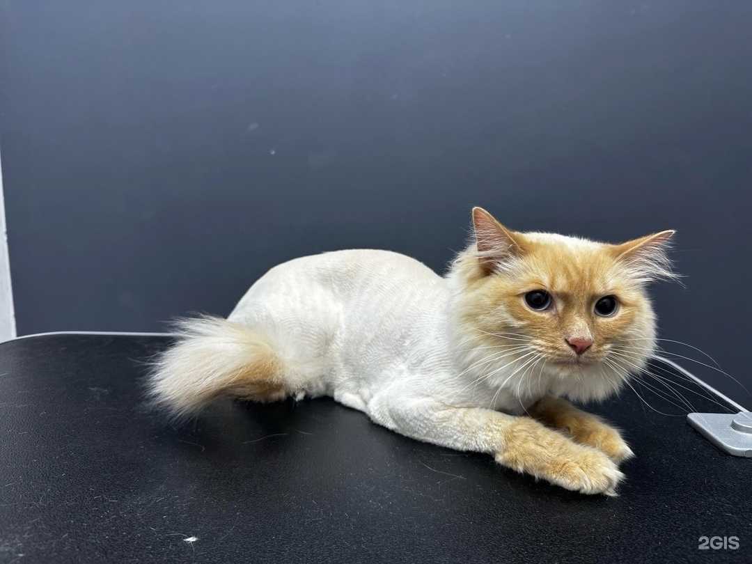 Отзывы на компанию FoxGroom в Тольятти c фото