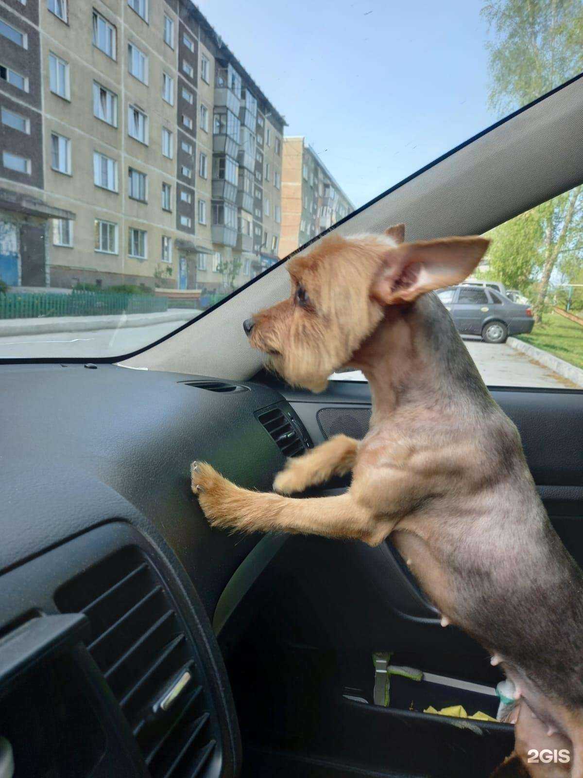 Отзывы на компанию Баддик в Искитиме c фото