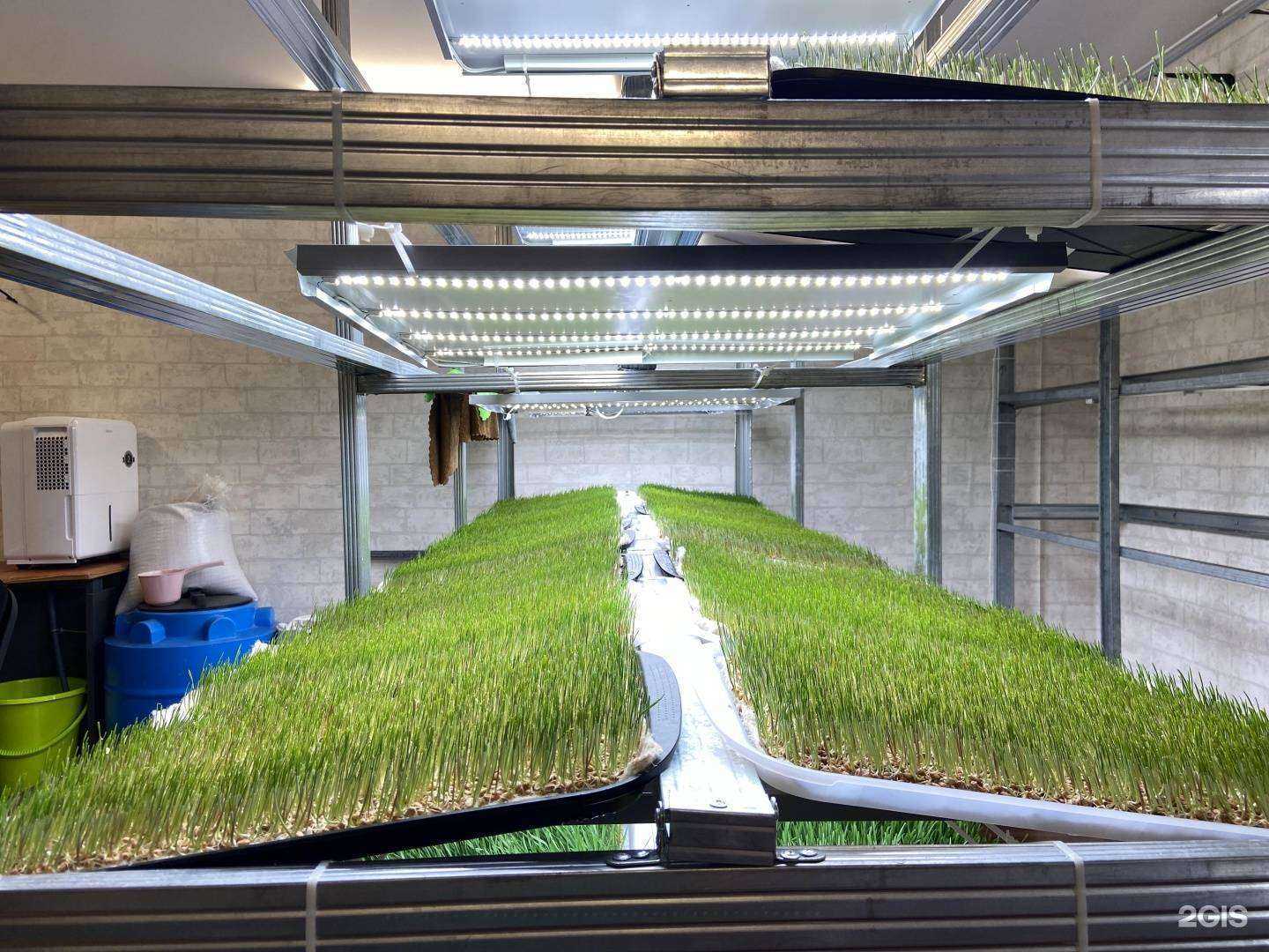 Отзывы на компанию ВитГрасс Добрая зелень в Уссурийске c фото