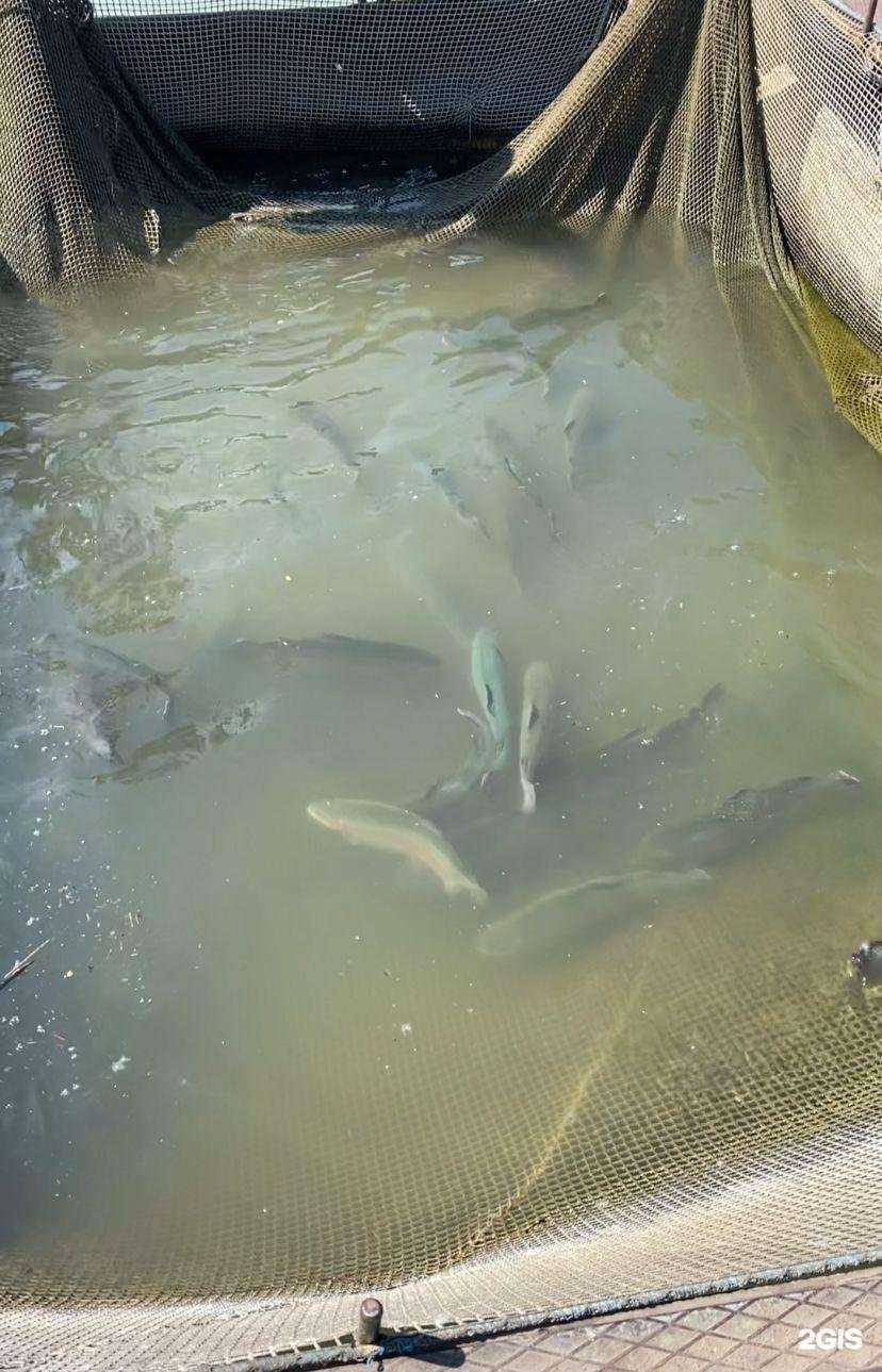 Отзывы на компанию Елисей в г. Абакан c фото