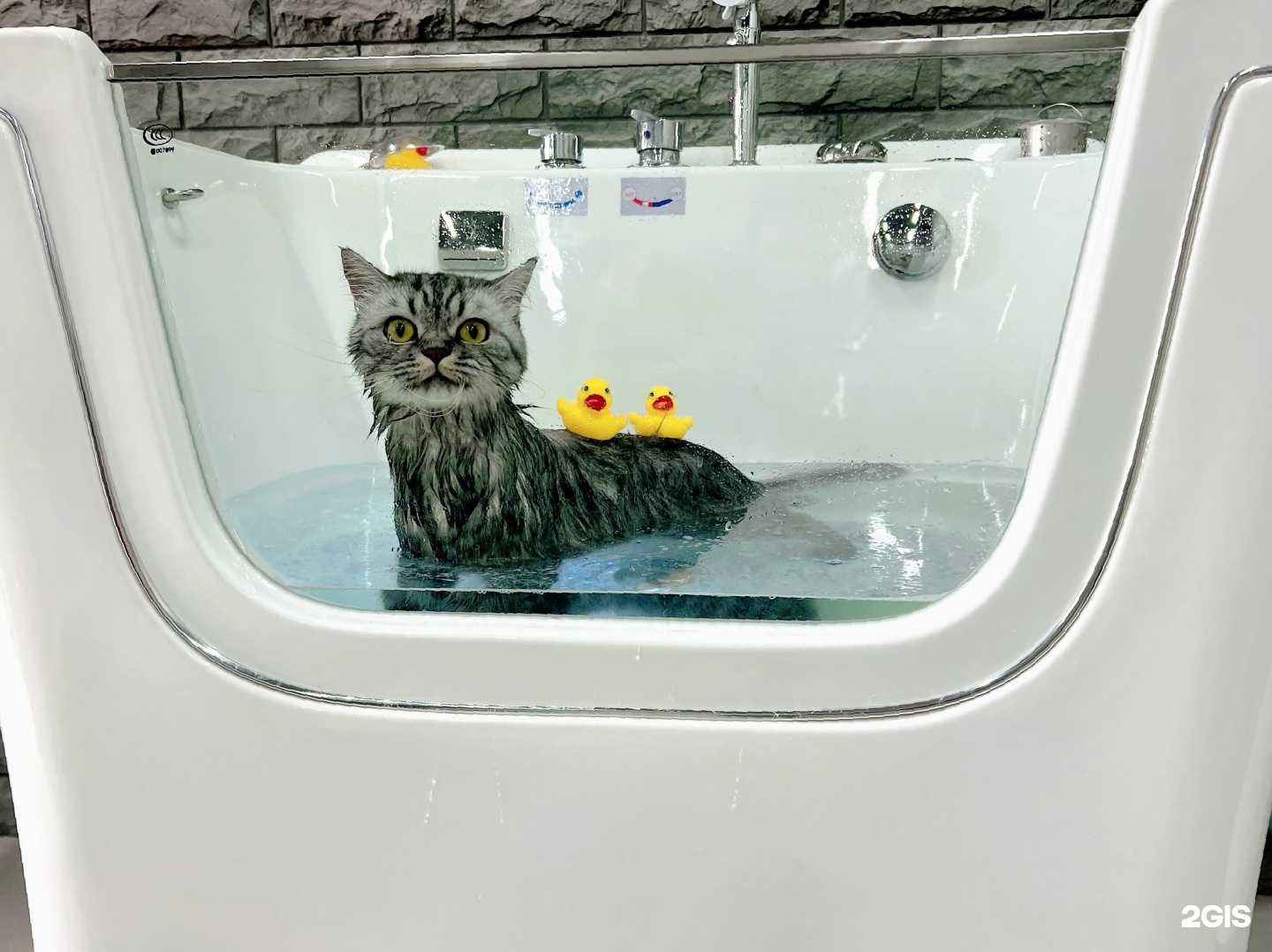 Отзывы на компанию Oh my Dog! в Муроме c фото