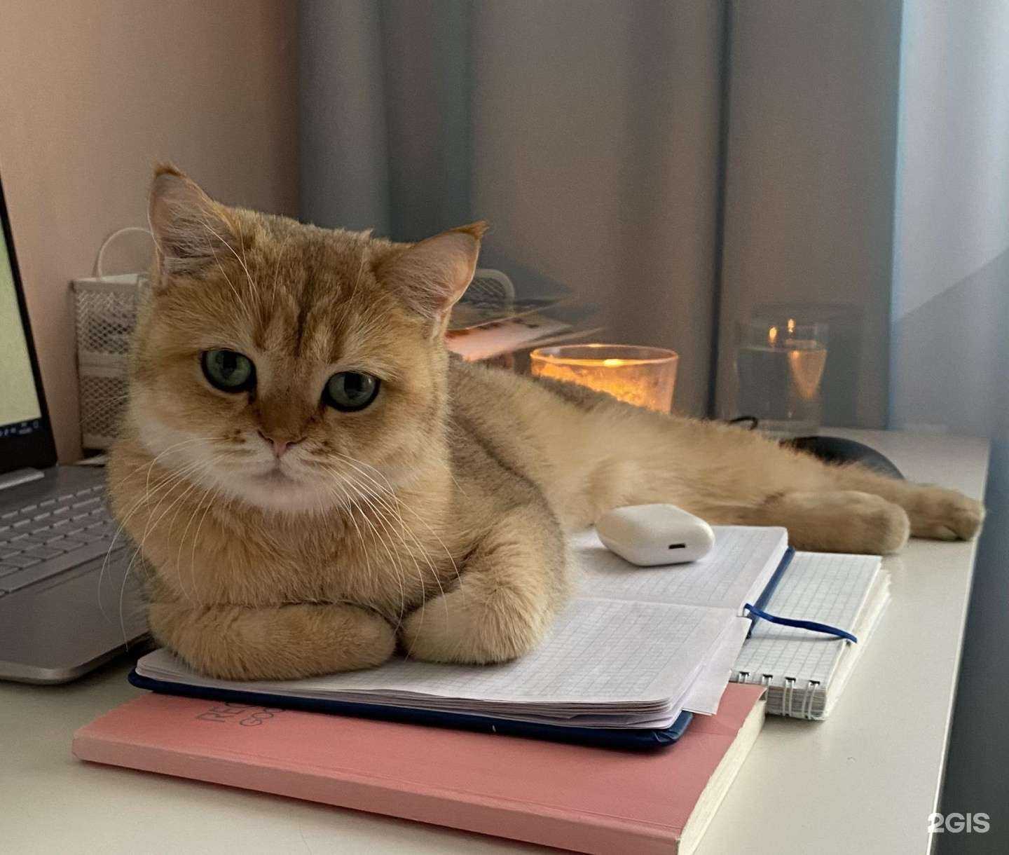 Отзывы на компанию Аргос в г. Новокузнецк c фото