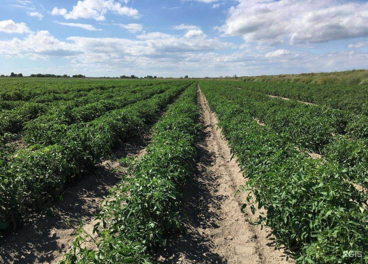 Отзывы на компанию Группа компаний АгроПлюс в г. Краснодар c фото