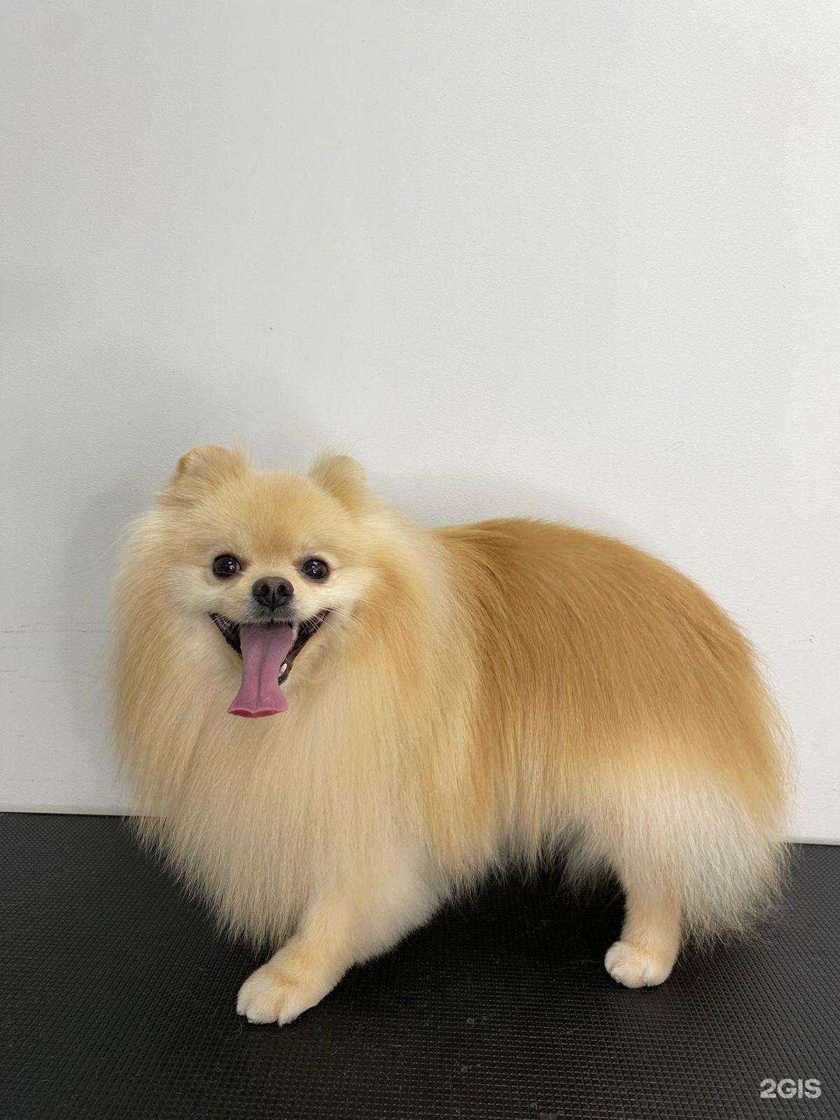 Отзывы на компанию Dogstyle в г. Самара c фото