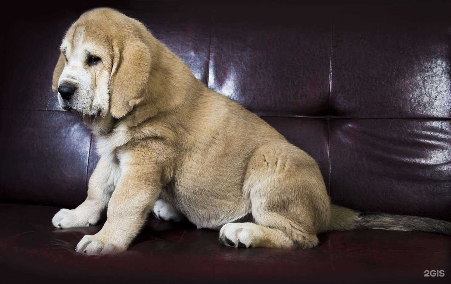 Отзывы на компанию Kennel Pax-tecum в г. Тула c фото