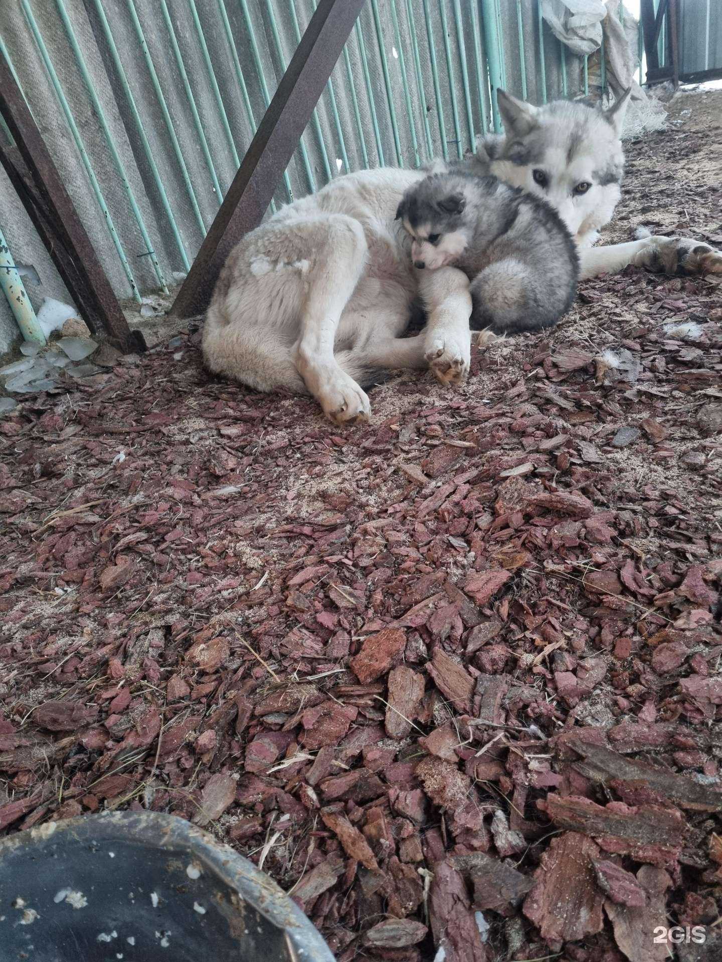 Отзывы на компанию Светлес в г. Петропавловск-Камчатский c фото