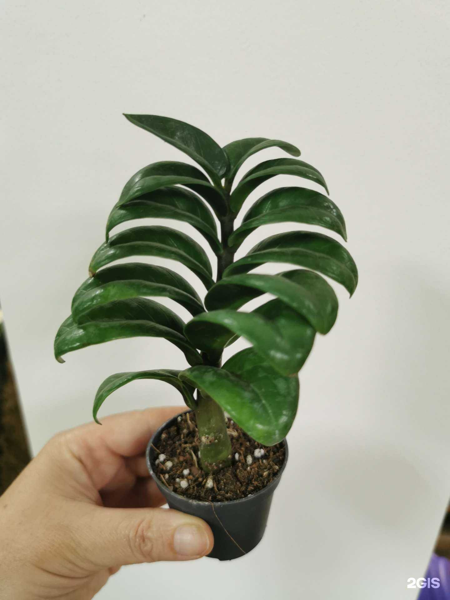 Отзывы на компанию Greengarden в г. Ярославль c фото