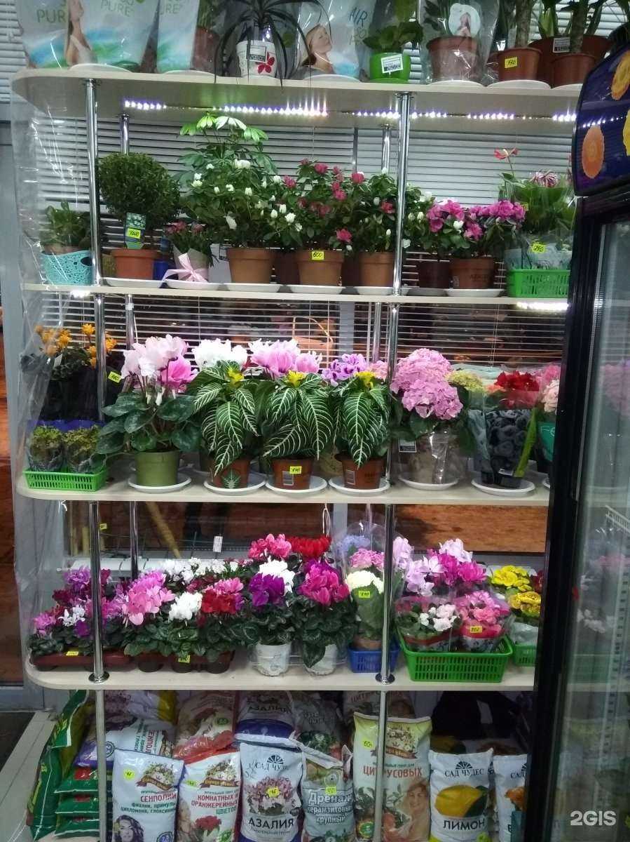 Отзывы на компанию Цветочный магазин в Нижнекамске c фото