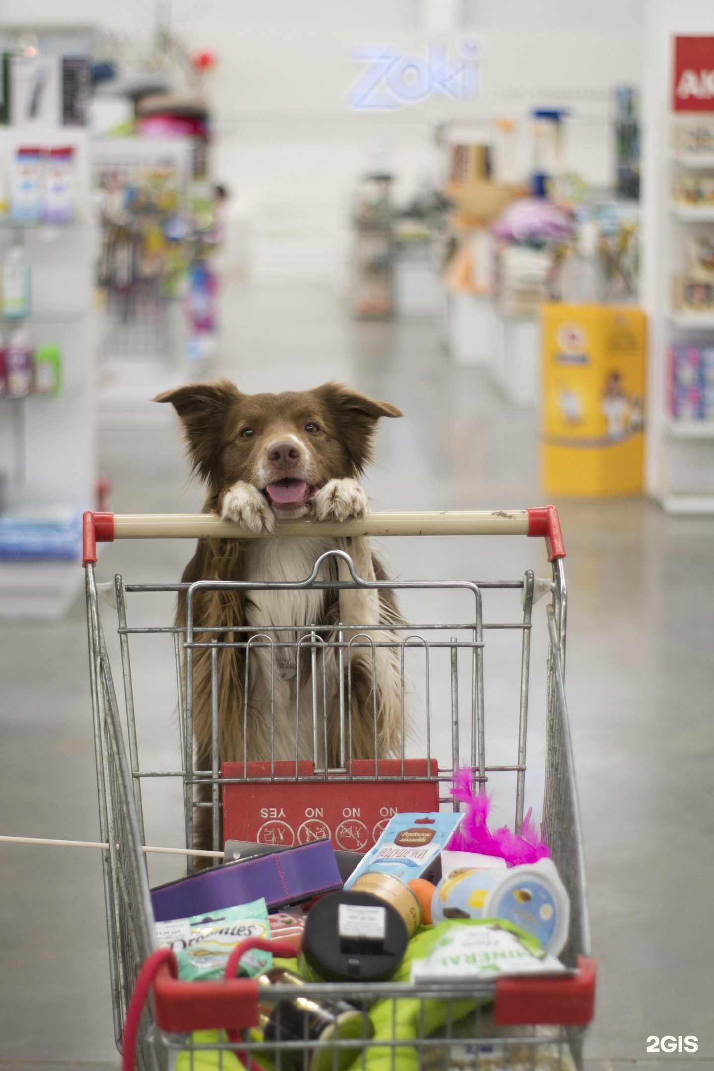 Отзывы на компанию Zoki в Кирове c фото