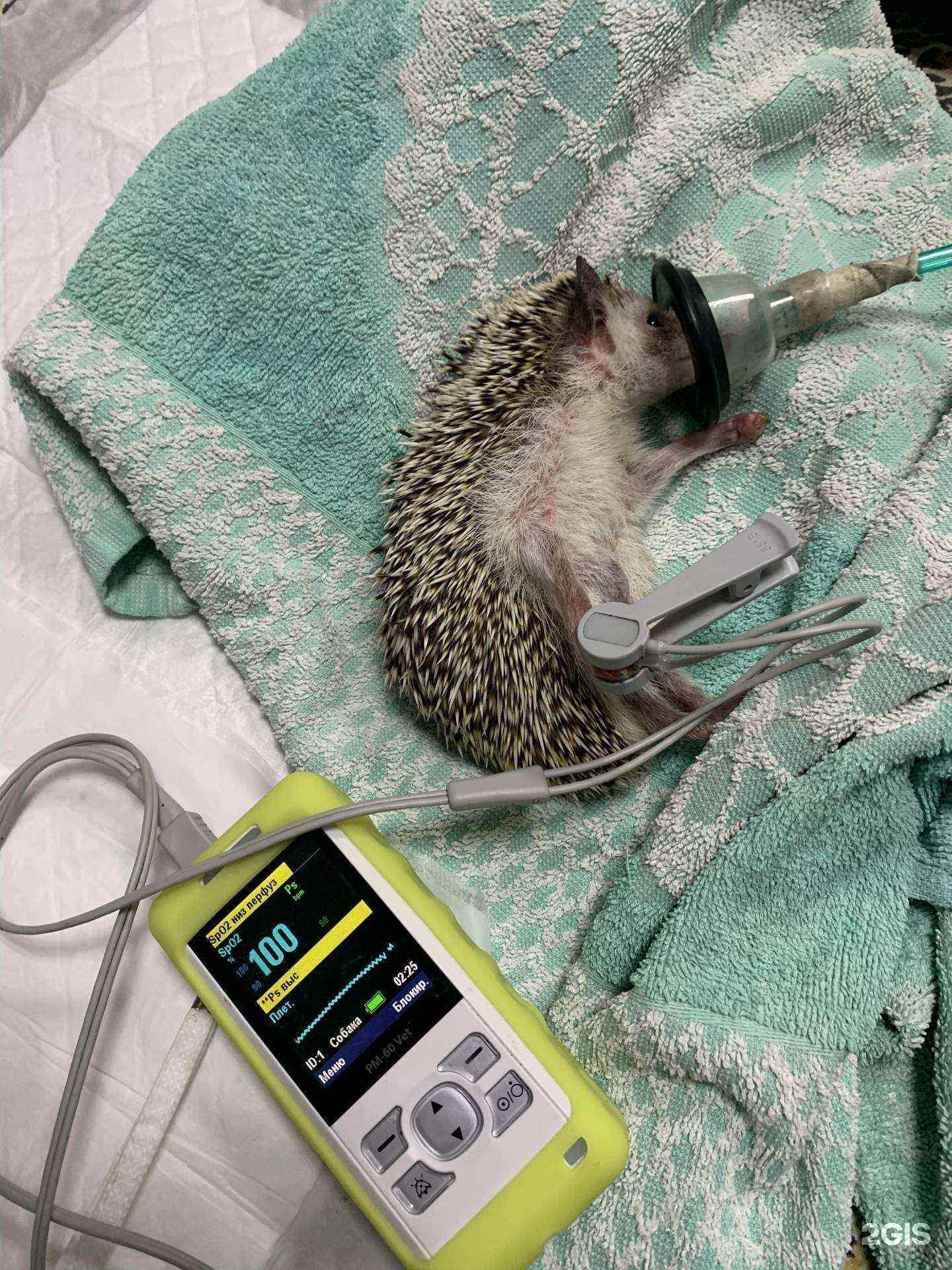 Отзывы на компанию Аnimal clinic в Красноярске c фото