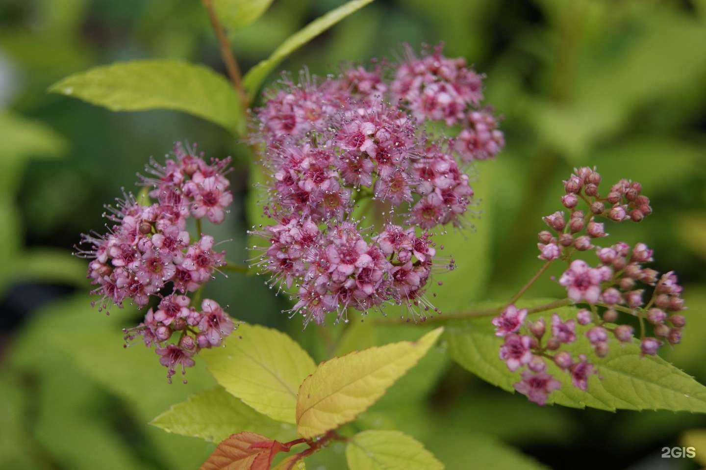 Отзывы на компанию Садовод в Архангельске c фото