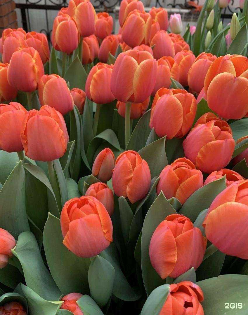 Отзывы на компанию Тюльпандия в Нижнем Новгороде c фото