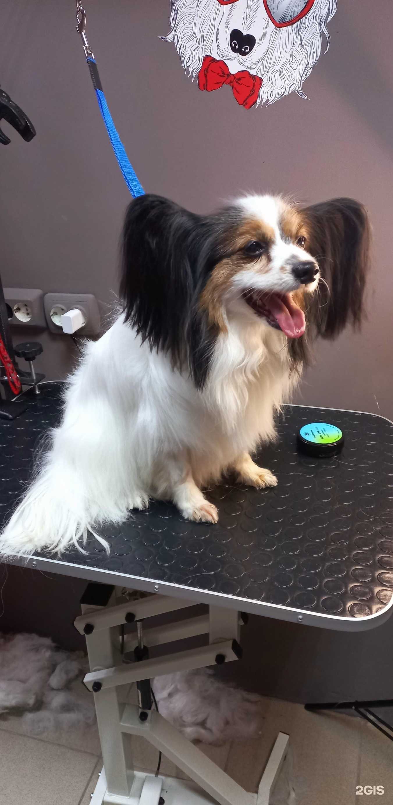 Отзывы на компанию Стиль зверя  в Барнауле c фото