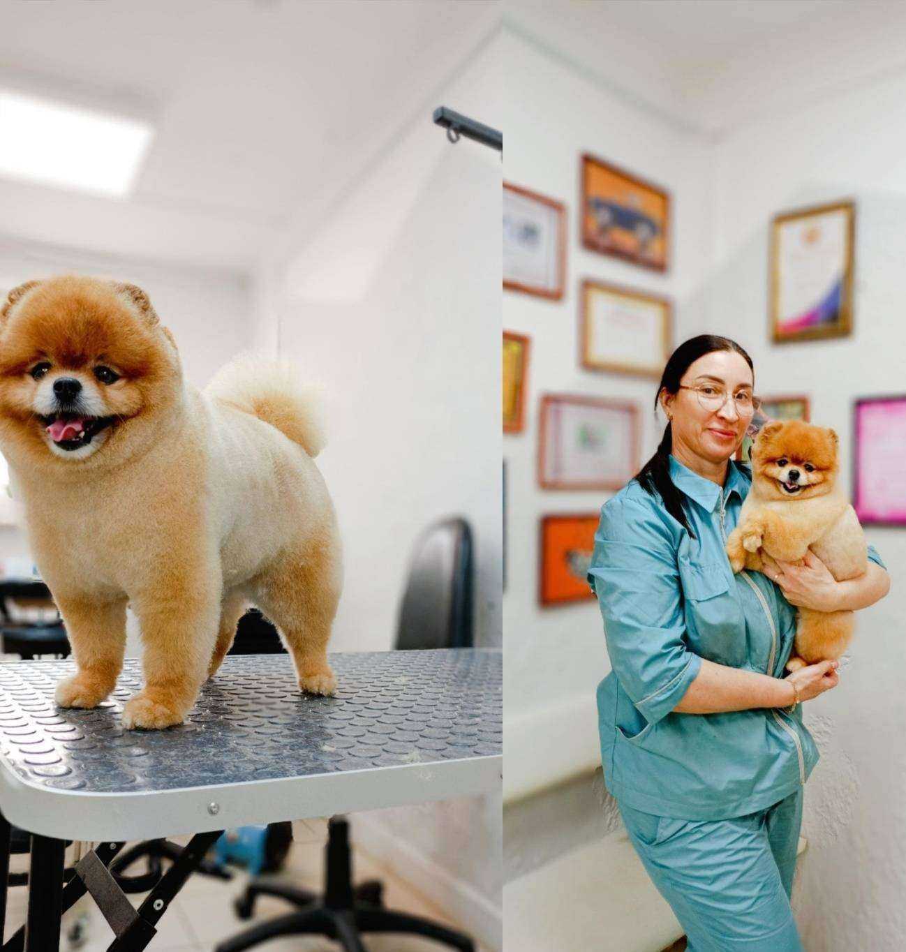 Отзывы на компанию Чистые и Пушистые в Оренбурге c фото