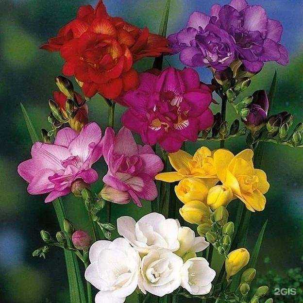 Отзывы на компанию Ветеринарная клиника Доктора Петренко в г. Азов c фото