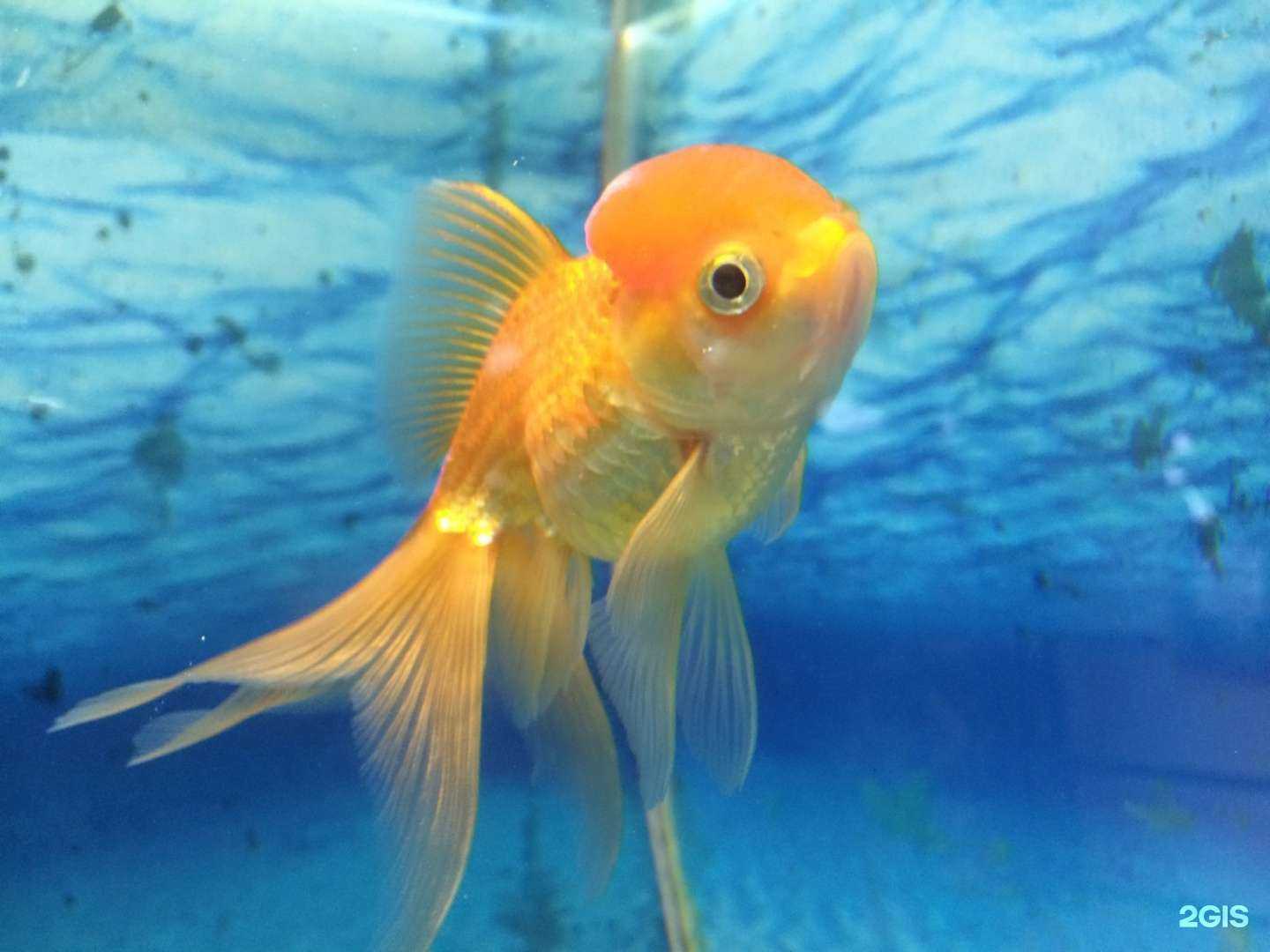 Отзывы на компанию Лотос в г. Смоленск c фото