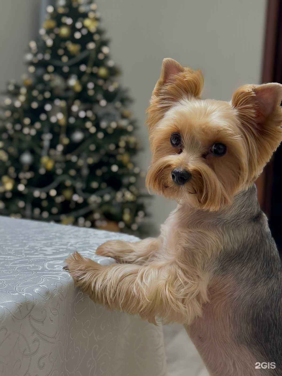 Отзывы на компанию Гавград в Еманжелинске c фото