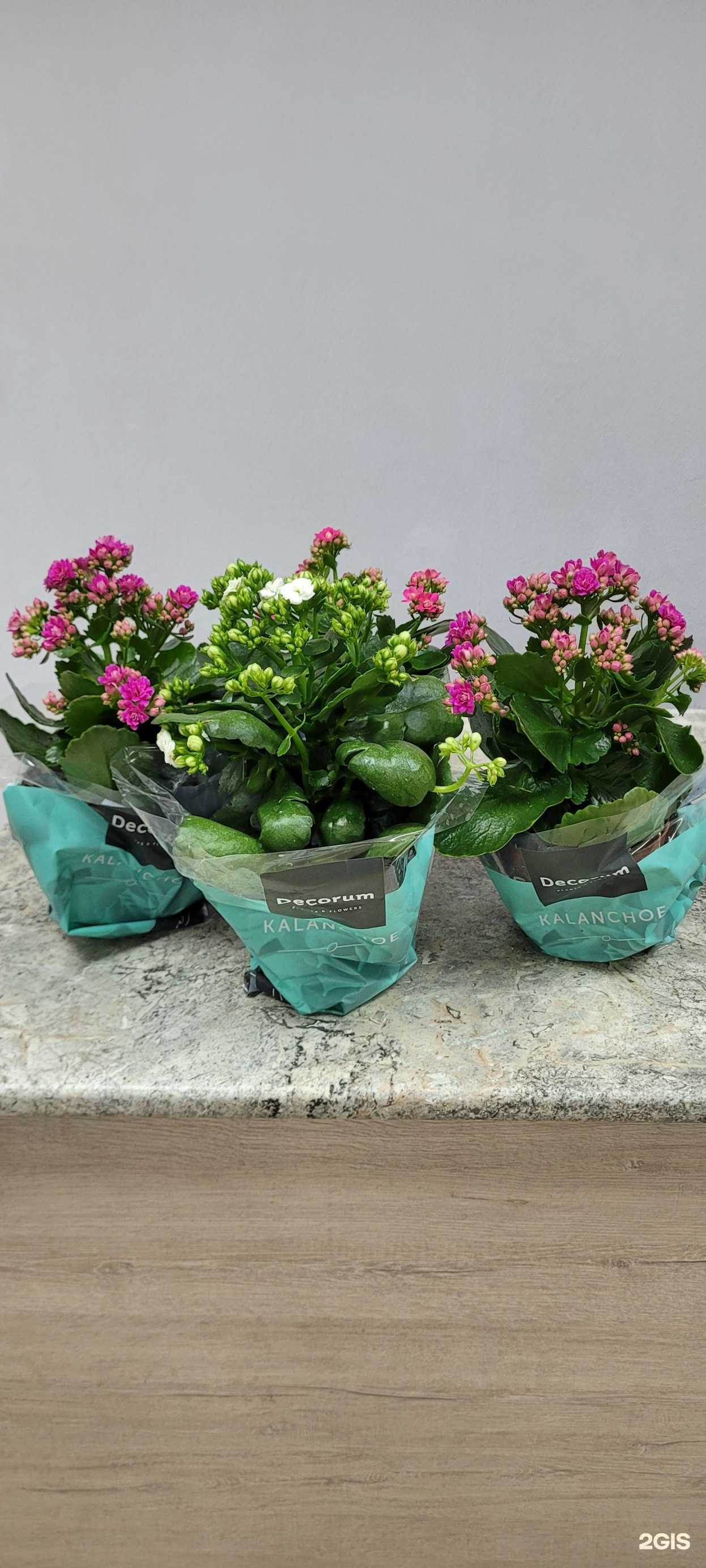 Отзывы на компанию Мир цветов в г. Липецк c фото