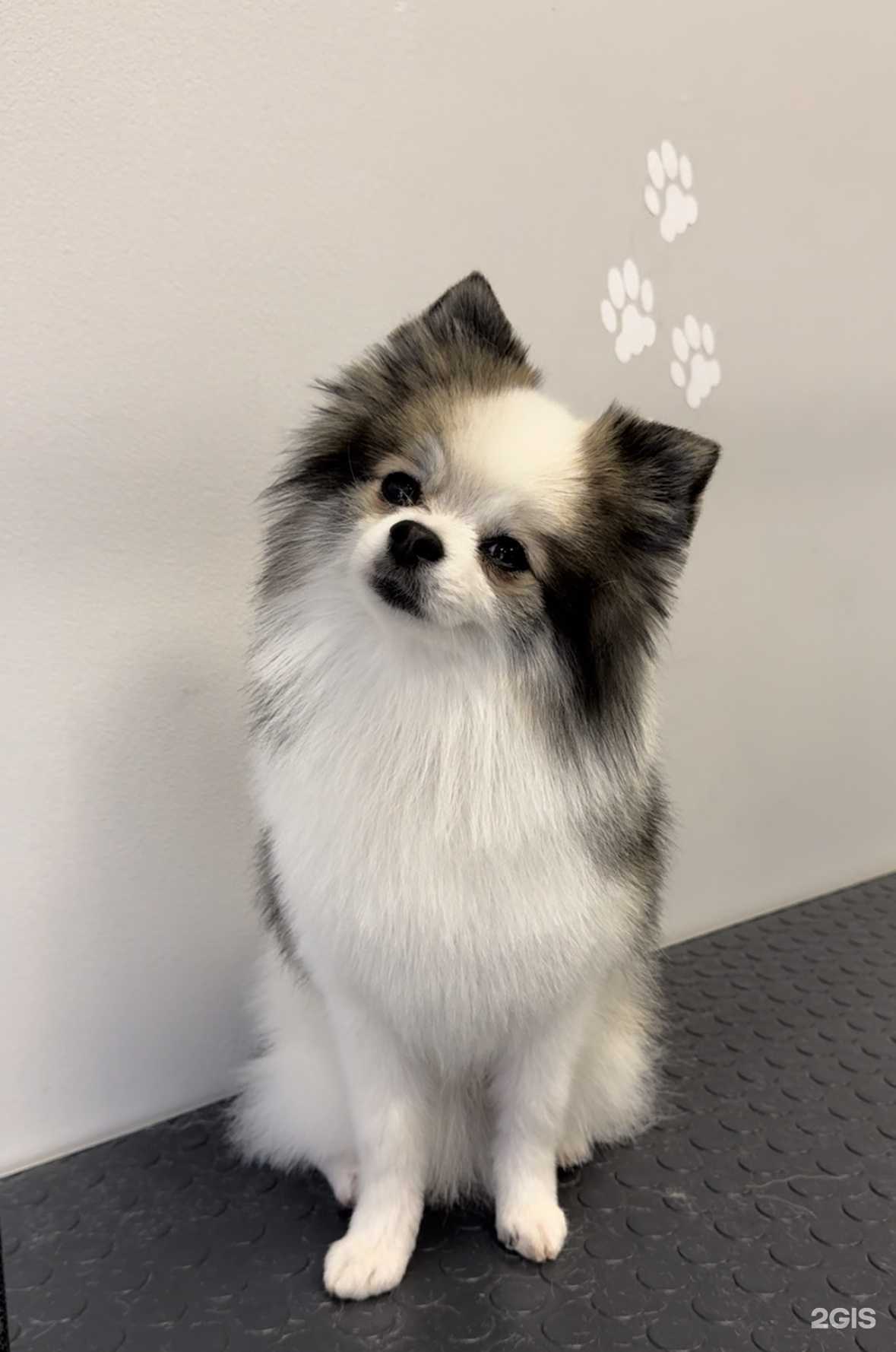 Отзывы на компанию Fox & Dogs в Ярославле c фото