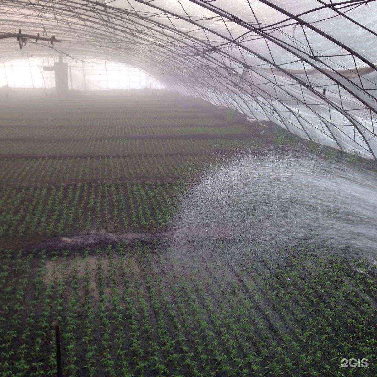 Отзывы на компанию Компания по продаже рассады овощей и цветов в Чите c фото