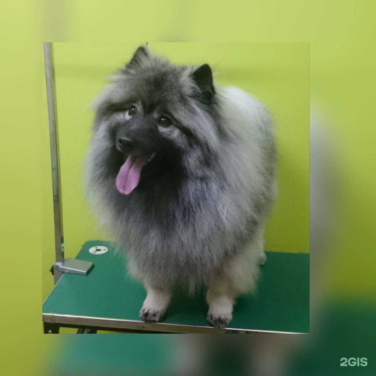 Отзывы на компанию ХвостУшки в г. Иркутск c фото