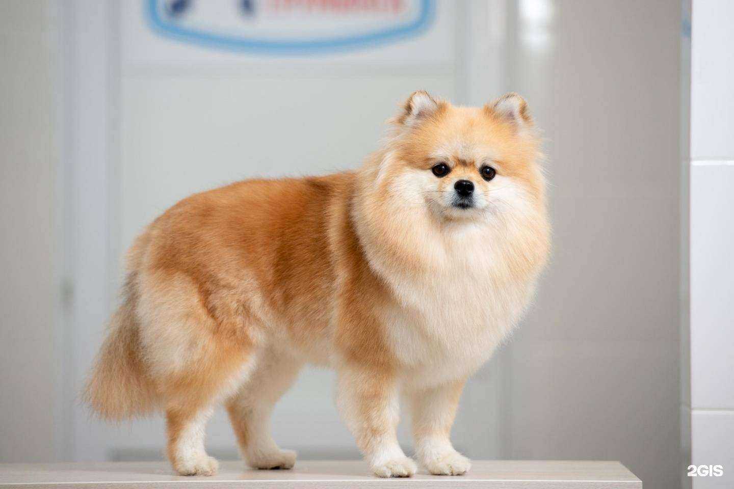 Отзывы на компанию Уфимская городская ветеринарная станция республики Башкортостан в Уфе c фото