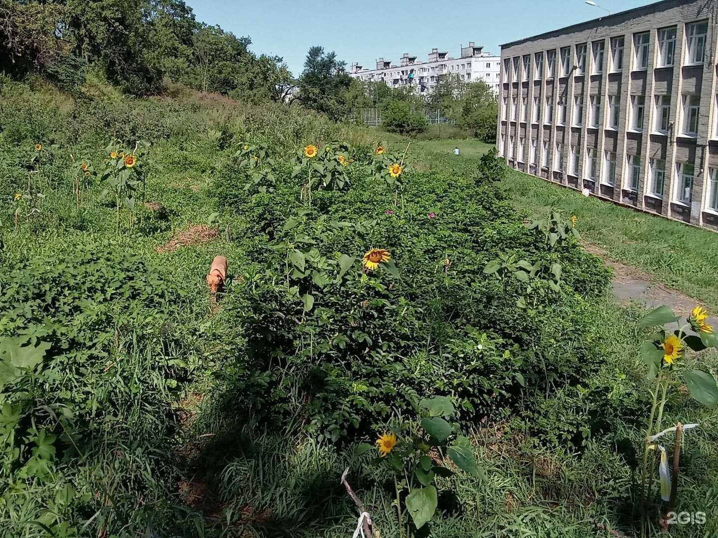 Отзывы на компанию Основная школа №1 в Владивостоке c фото