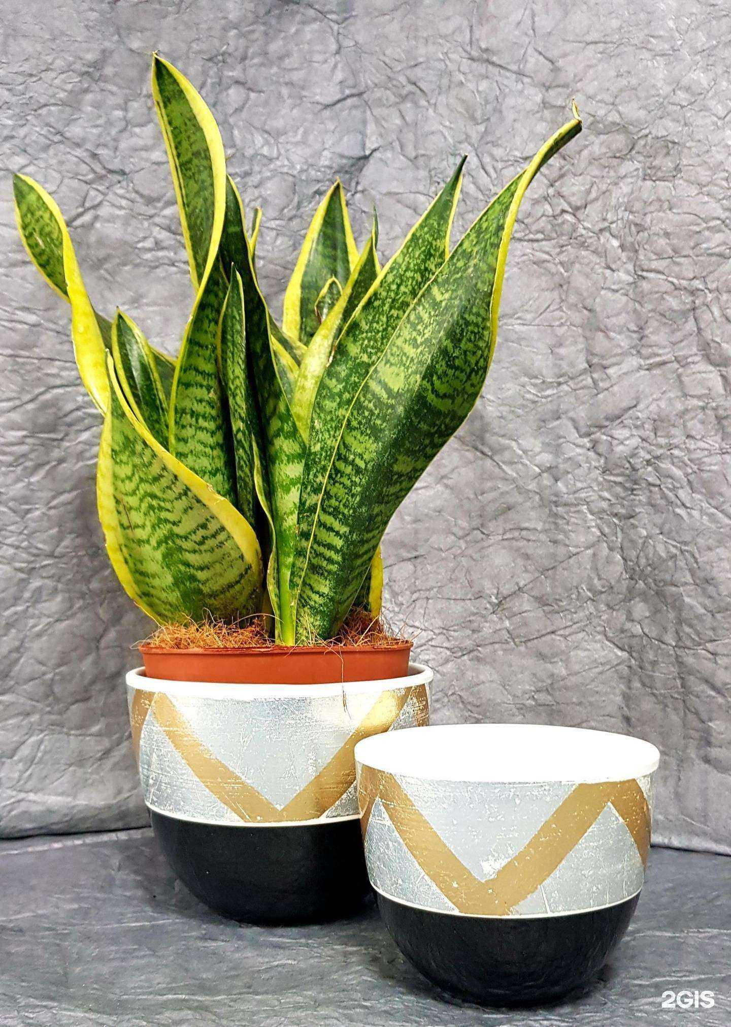 Отзывы на компанию Ярмарка цветов в Новомосковске c фото