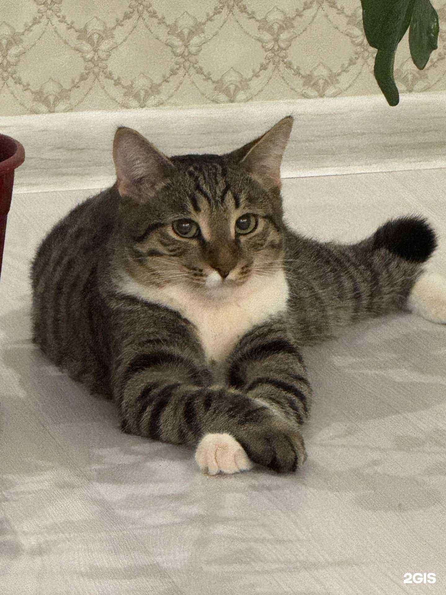 Отзывы на компанию Well Vet в Набережных Челнах c фото