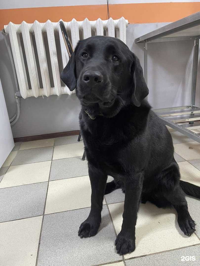 Отзывы на компанию Симба в Владимире c фото