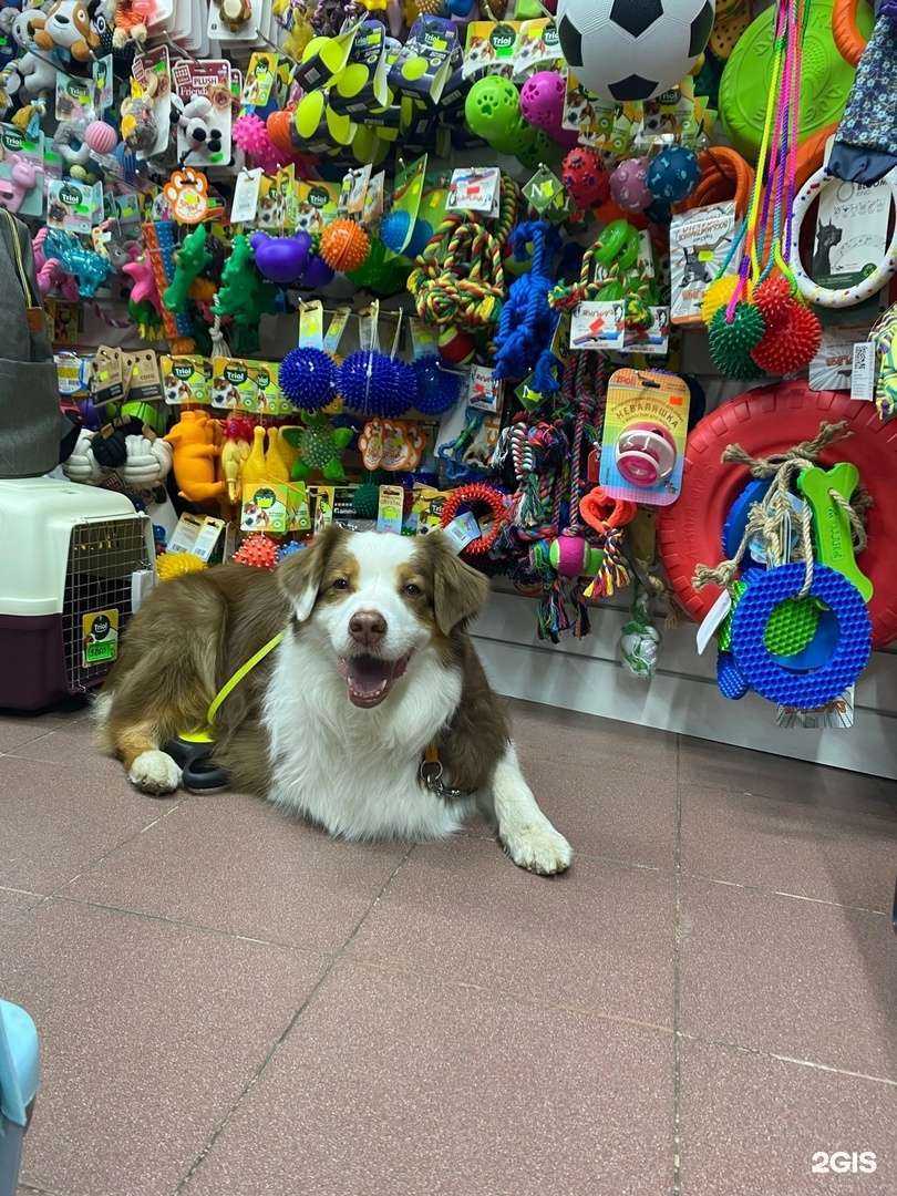 Отзывы на компанию ЛапУшки в Сыктывкаре c фото