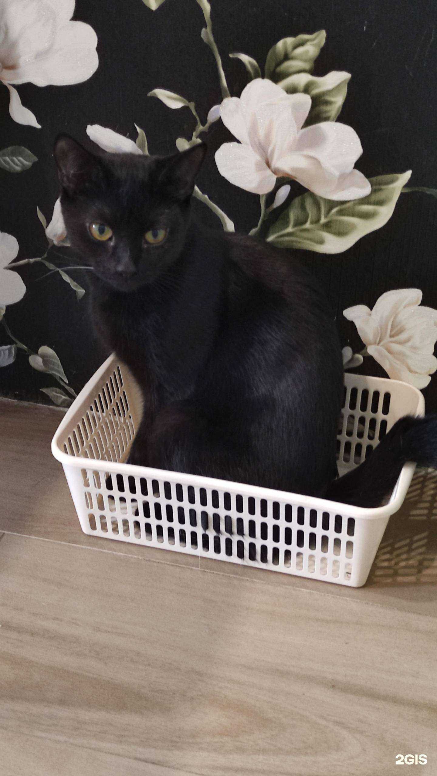 Отзывы на компанию Айболит в г. Северодвинск c фото