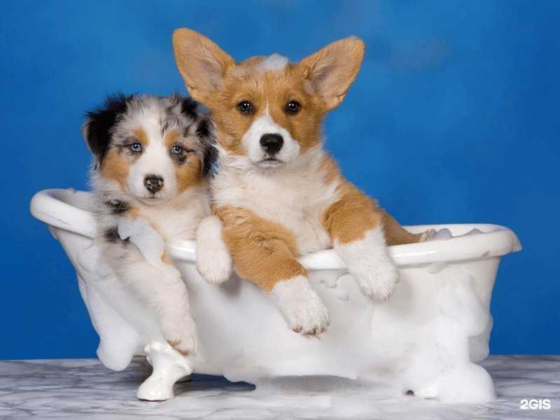 Отзывы на компанию GoGroom в Красногорске c фото