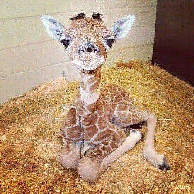 Отзывы на компанию Центр миграционных услуг и переводов официальных документов в Нижнем Новгороде c фото