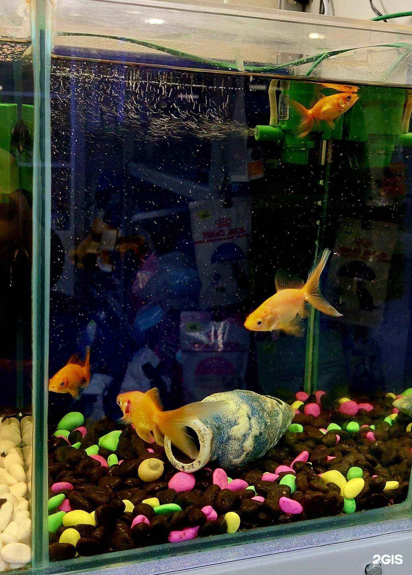 Отзывы на компанию Рыбка в банке в г. Казань c фото