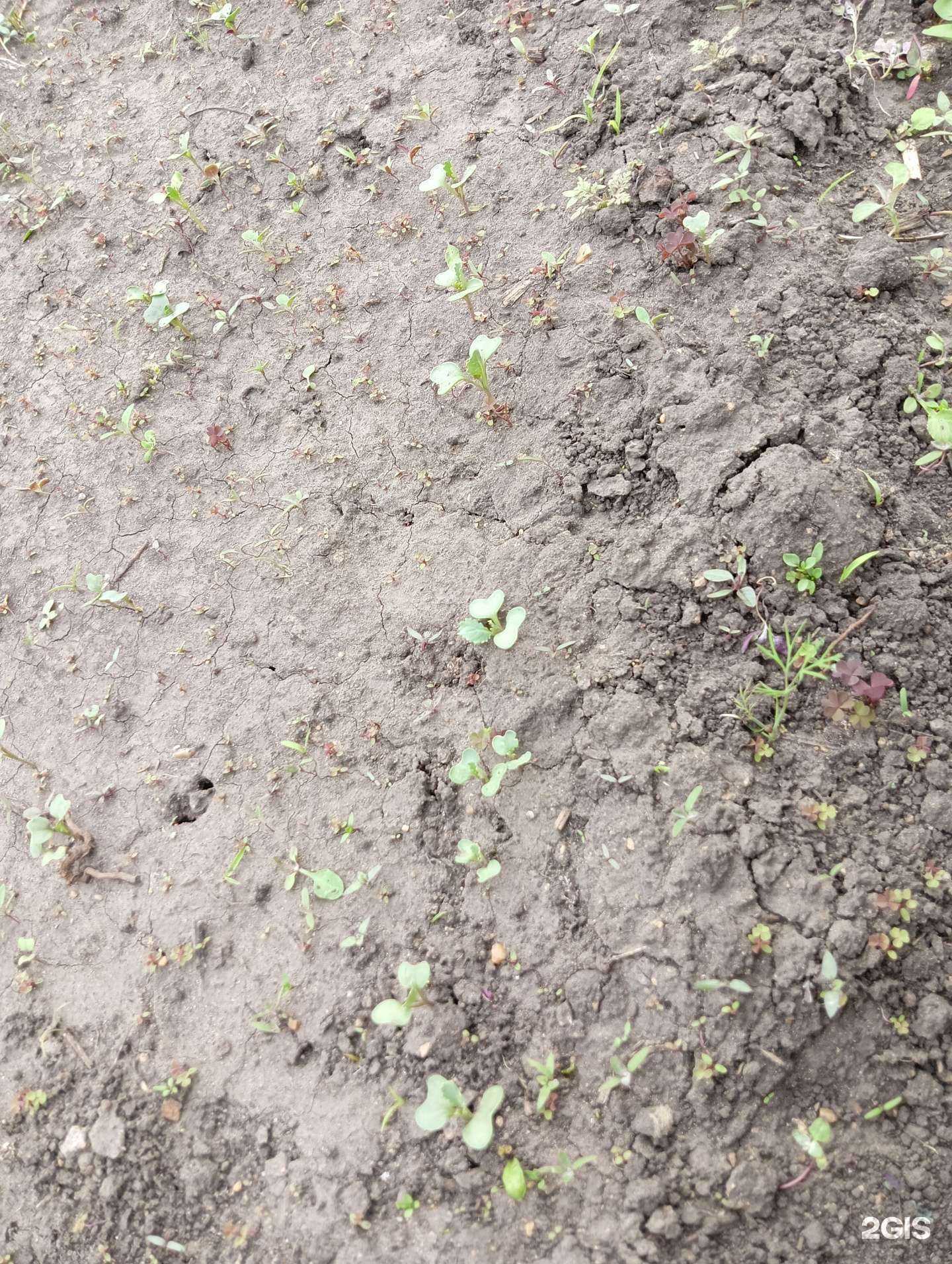 Отзывы на компанию Агрономика в Омске c фото