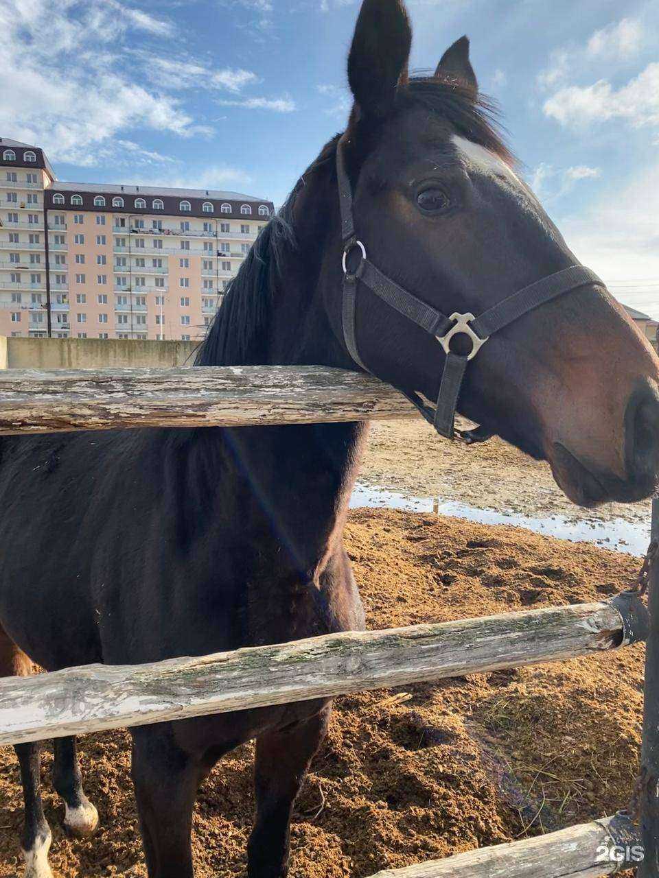 Отзывы на компанию Джигит в Махачкале c фото