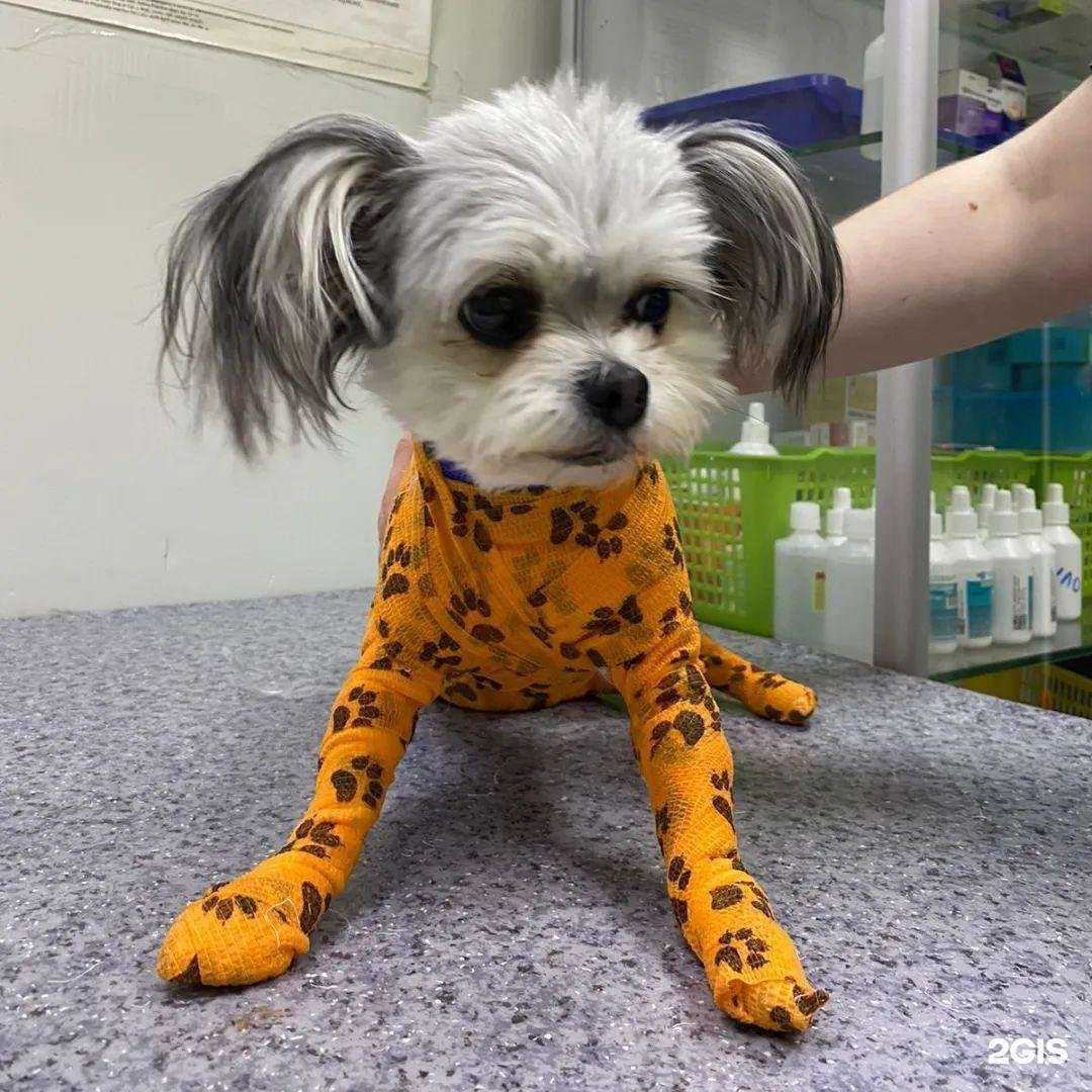 Отзывы на компанию Айболит в г. Ставрополь c фото