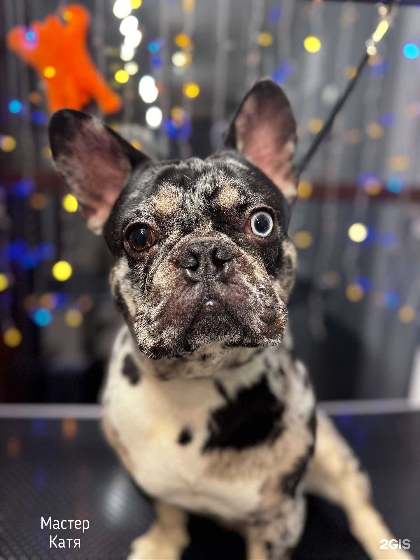 Отзывы на компанию Кэтлин Грум в г. Архангельск c фото