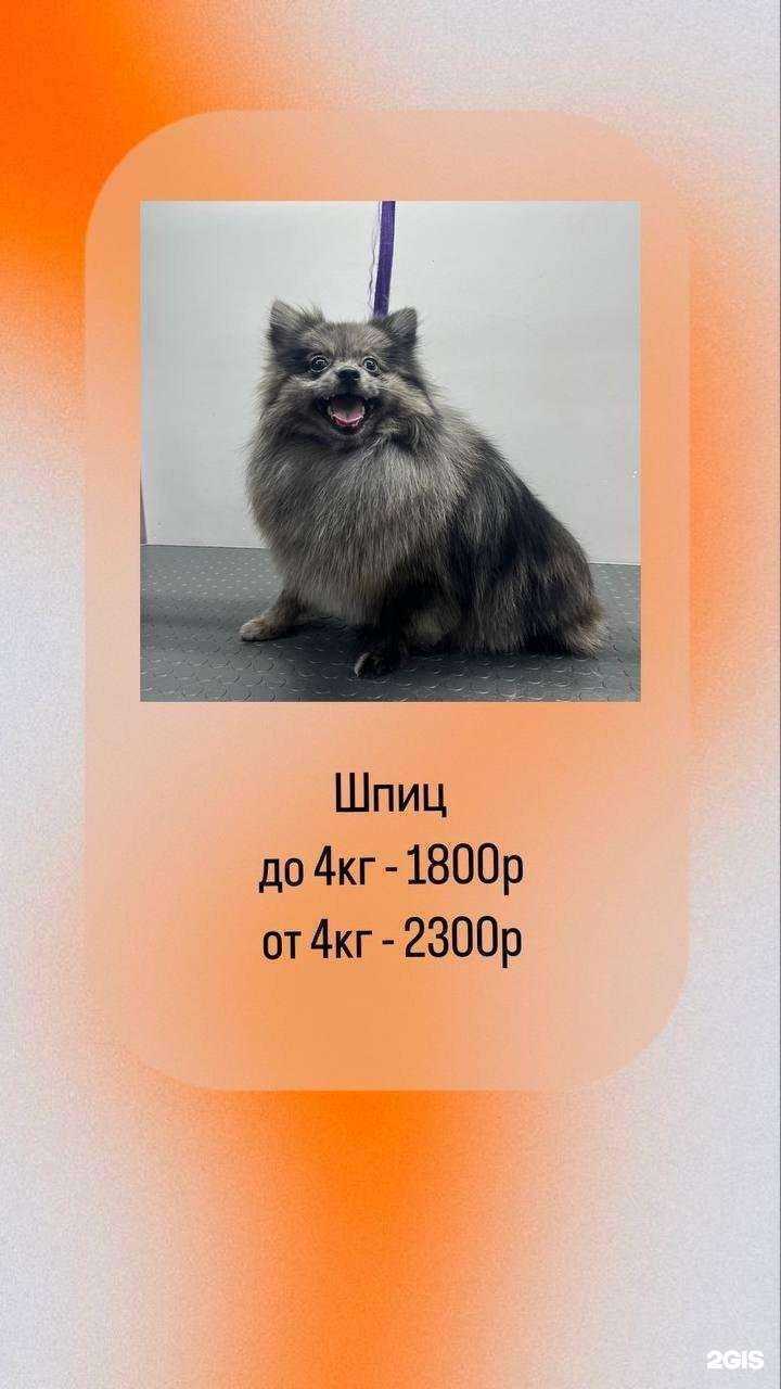 Отзывы на компанию Груммагия в Фрязине c фото